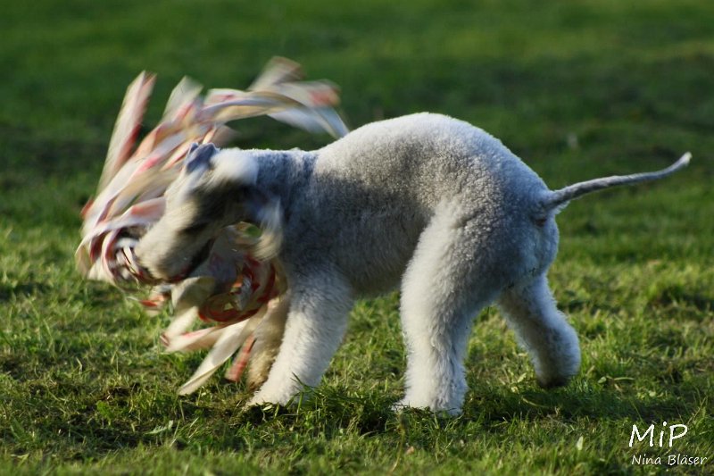 2010-10-03 Coursing-Training GE (47).jpg